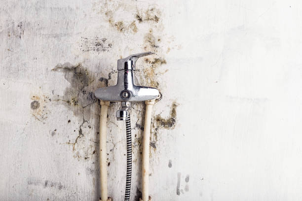 Best Best Mold Removal Companies  in Baldwin Park, CA