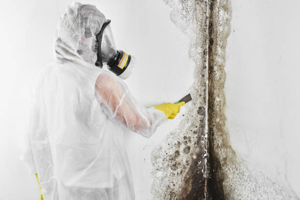 Professional Mold Removal in Baldwin Park, CA