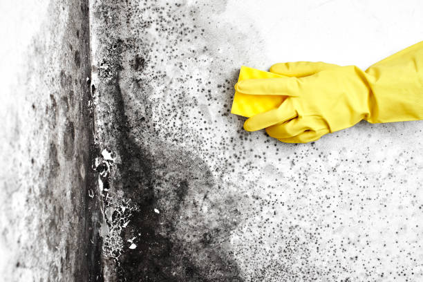 Best Mold Testing  in Baldwin Park, CA