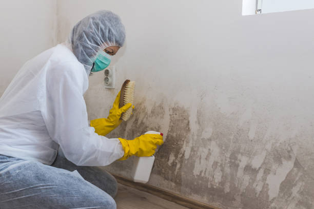 Best Crawl Space Mold Removal  in Baldwin Park, CA