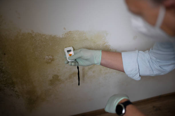 Best Black Mold Removal  in Baldwin Park, CA