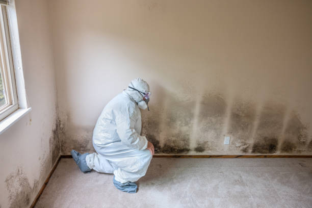 Attic Mold Removal in Baldwin Park, CA