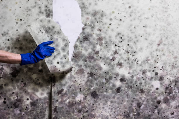 Best Same-Day Mold Removal  in Baldwin Park, CA