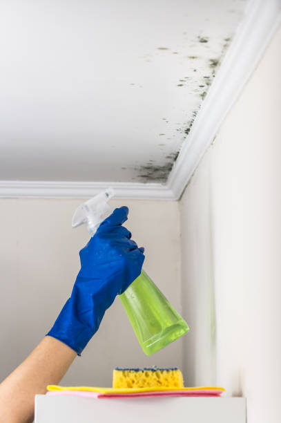 Best Mold Cleaning Services  in Baldwin Park, CA