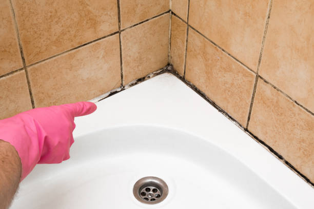 Best Mold Removal Near Me  in Baldwin Park, CA