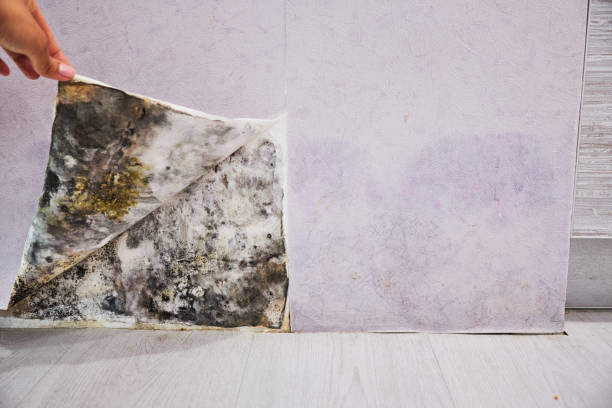 Best Mold Removal Near Me  in Baldwin Park, CA
